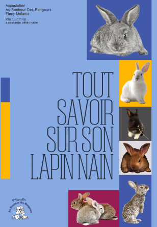 Tout savoir sur son lapin nain 