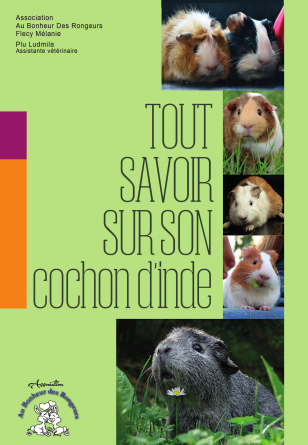 TOUT SAVOIR SUR SON COCHON D'INDE