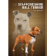 Le Staffordshire Bull Terrier