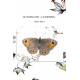 LE PAPILLON « LUCIENNE »