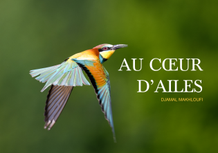 Au Cœur d'Ailes