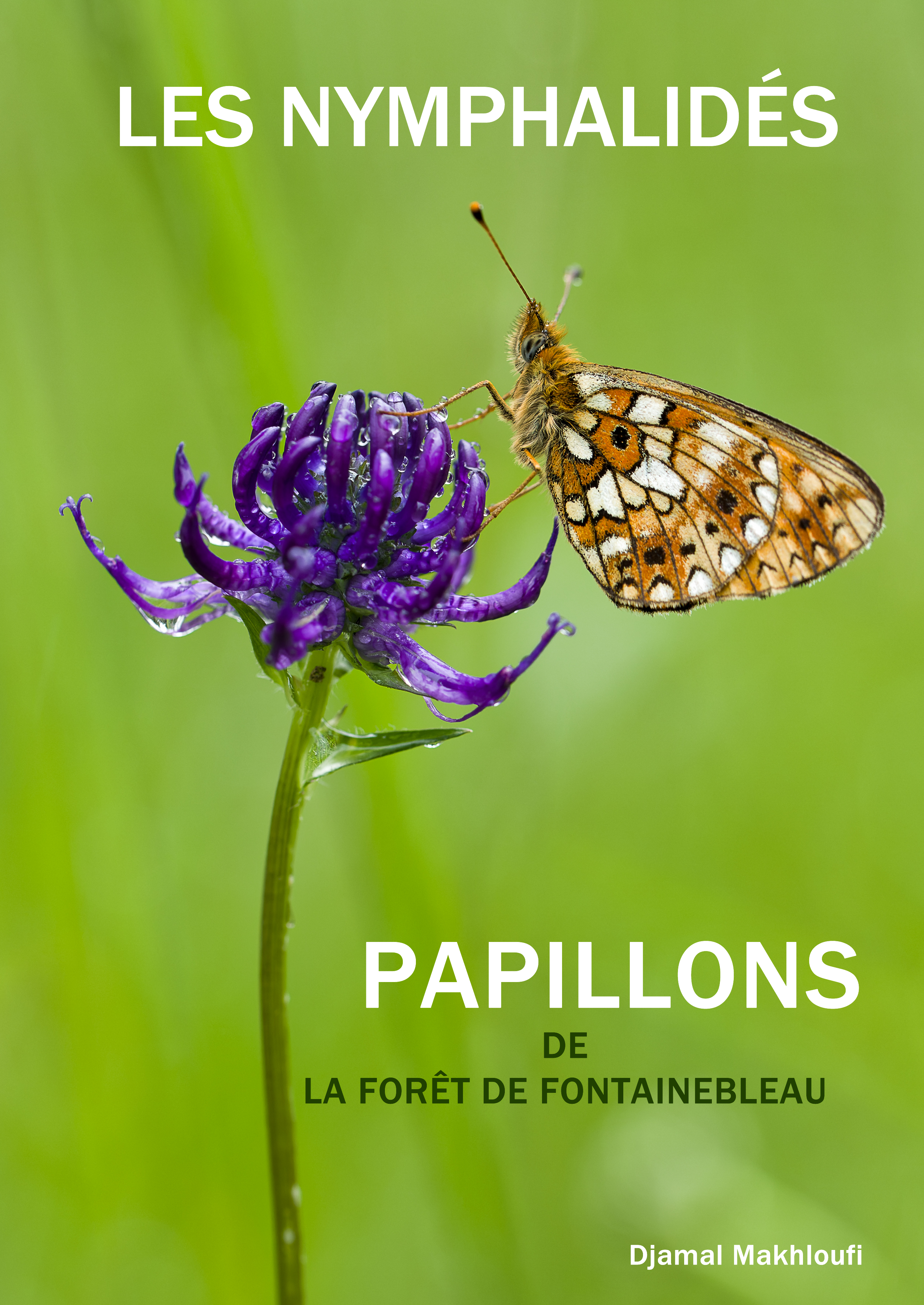 Papillons de Fontainebleau Nymphalidés
