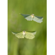 PIÉRIDÉS & PAPILIONIDÉS