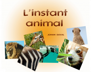 L'instant animal