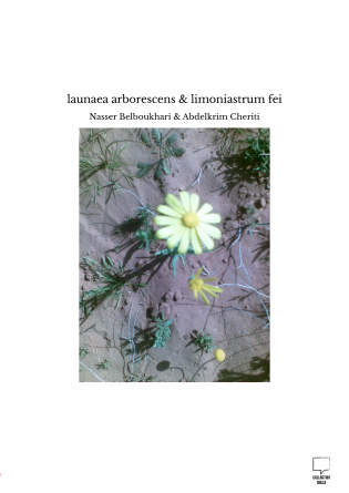 launaea arborescens & limoniastrum fei