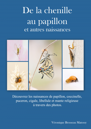 De la chenille au papillon