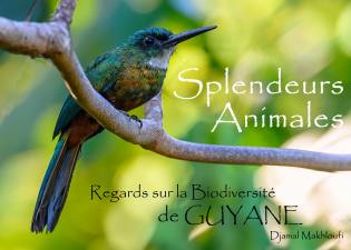 Splendeurs Animales de la Guyane