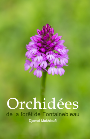Les Orchidées de Fontainebleau