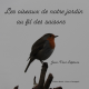 Les oiseaux de notre jardin