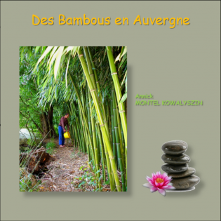 Des Bambous en Auvergne