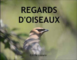 Regards d'oiseaux