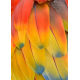 Carnet de notes -Mon carnet flamboyant