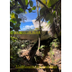 À LA DÉCOUVERTE DE LA GUADELOUPE