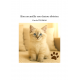 Bien accueillir son chaton sibérien