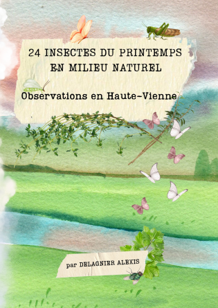 24 Insectes du Printemps