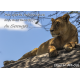 Tanzania Wildlife Photo Book 2025