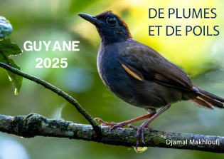 LA GUYANE DE PLUMES ET DE POILS