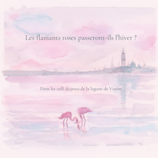 Les flamants passeront-ils l’hiver ?