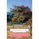 Albizia