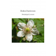Rubus fructicosus