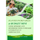 PLANTES INCREVABLES et BUDGET MINI