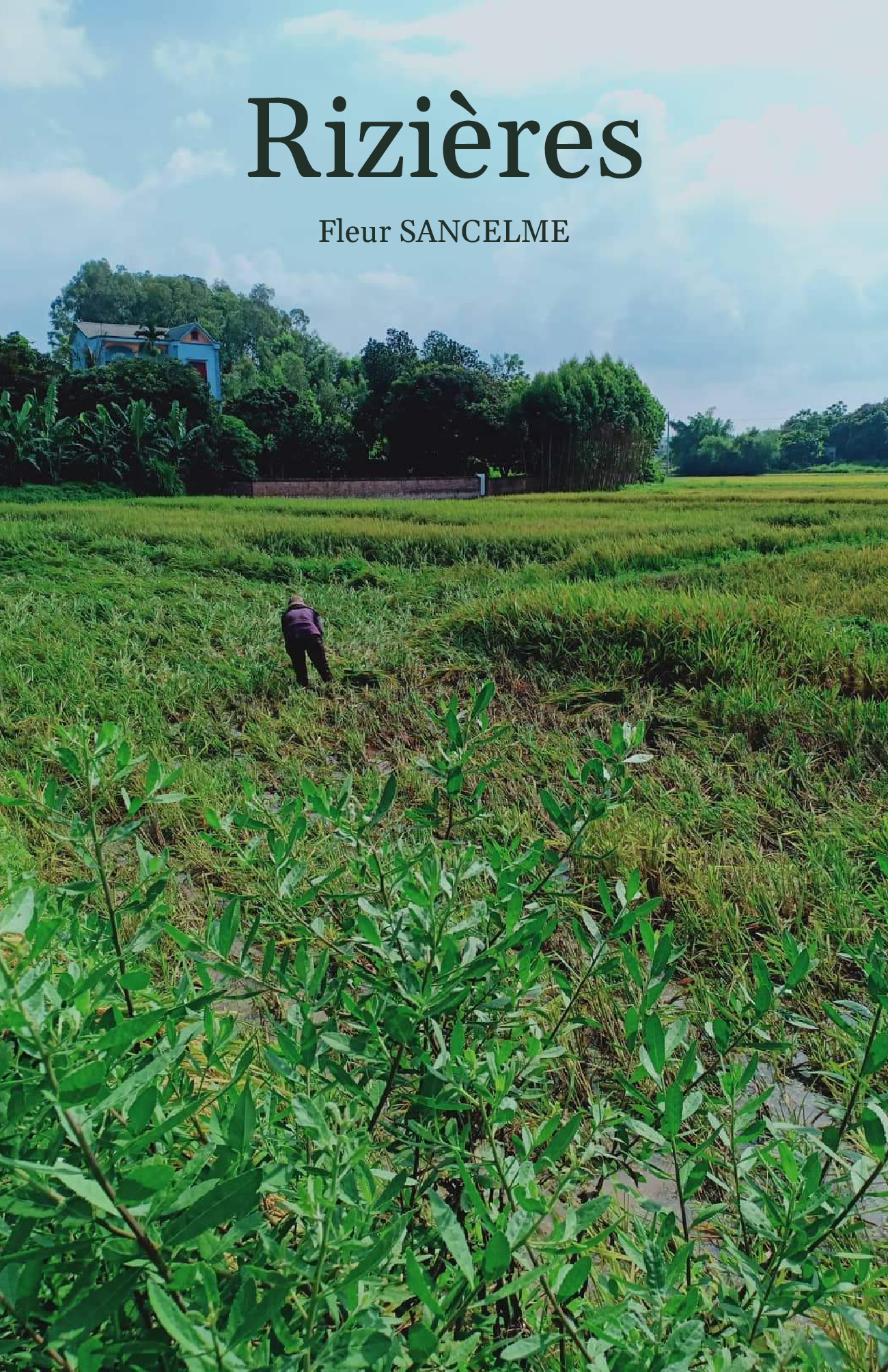 Rizières