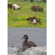 Les pays du Grand Nord Nature 