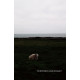 Terminus Ouessant