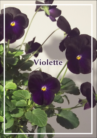 Violette