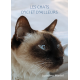 Les chats d'ici et d'aileurs