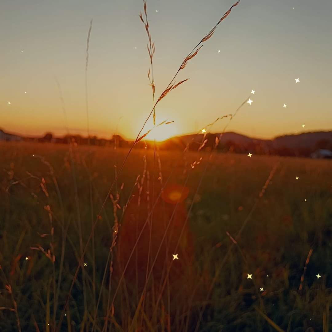 Daisy Wonderland