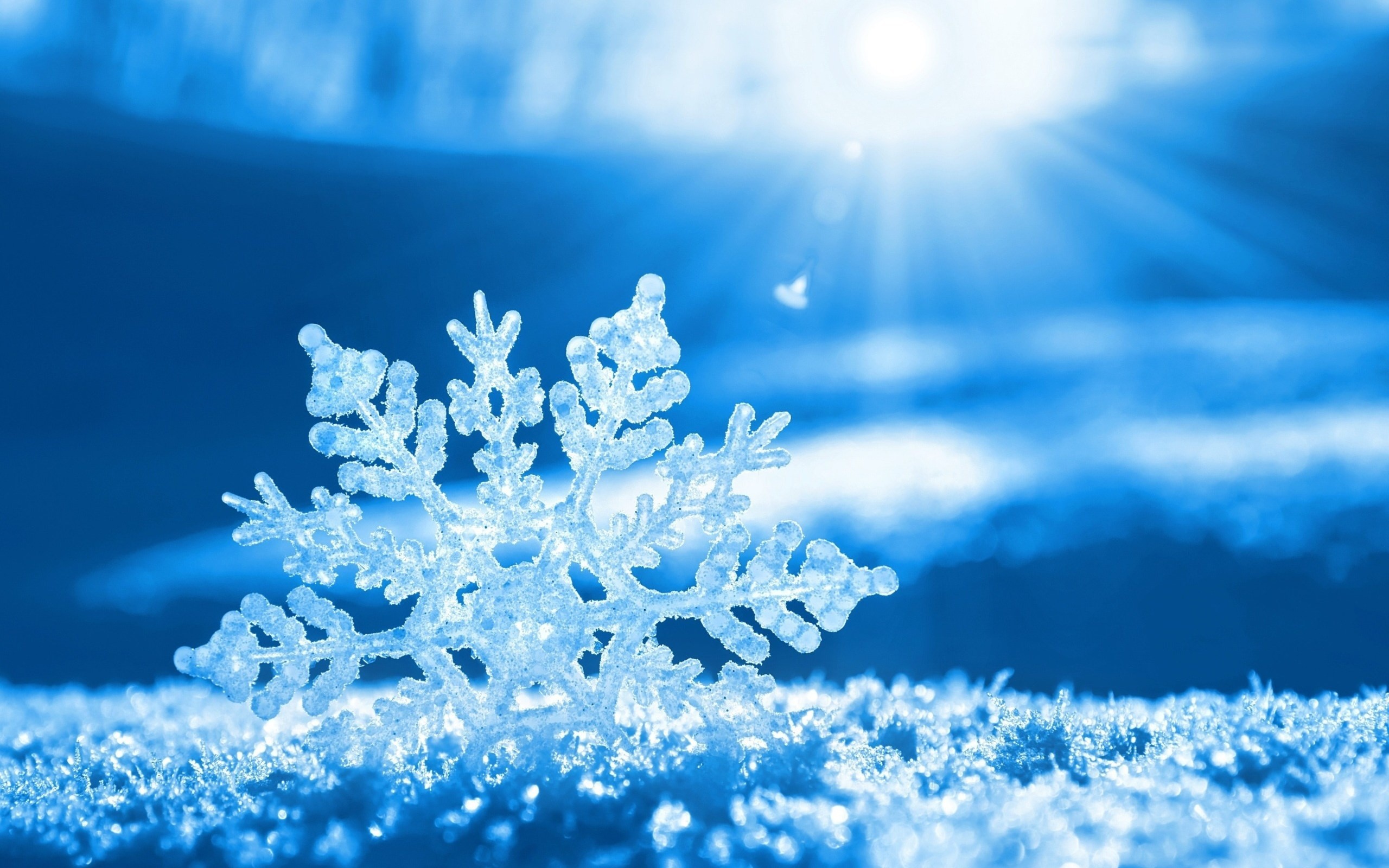 ROXY SNOWFLAKE